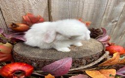 Mini Lop rabbits for sale: ⭐ VACCINATED PEDIGREE MINI LOP BUNNIES ⭐  - Advert 10