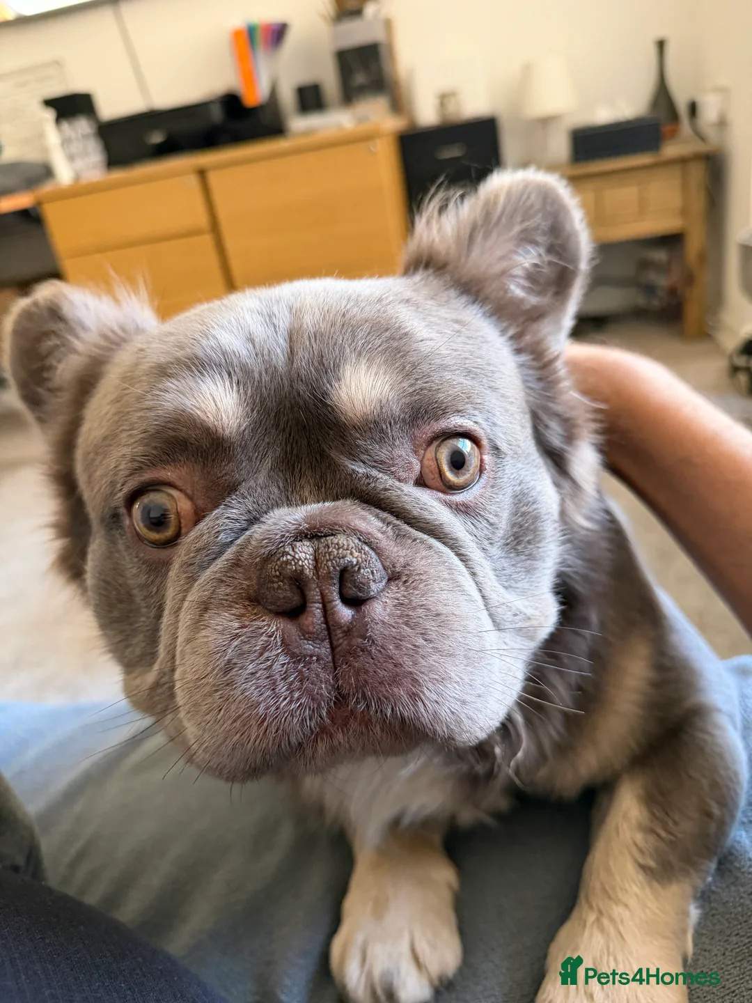 French Bulldog dogs for stud: Wolfie (Wolf of Wallstreet) - Advert 1