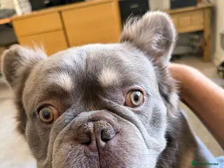 French Bulldog dogs Wolfie (Wolf of Wallstreet) - Advert 3