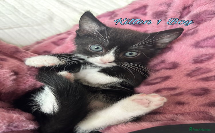 Scottish Fold cats - Advert 2