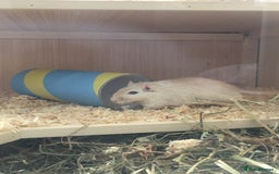Gerbil rodents for sale: 2 Female Gerbils / With cage - Image 3