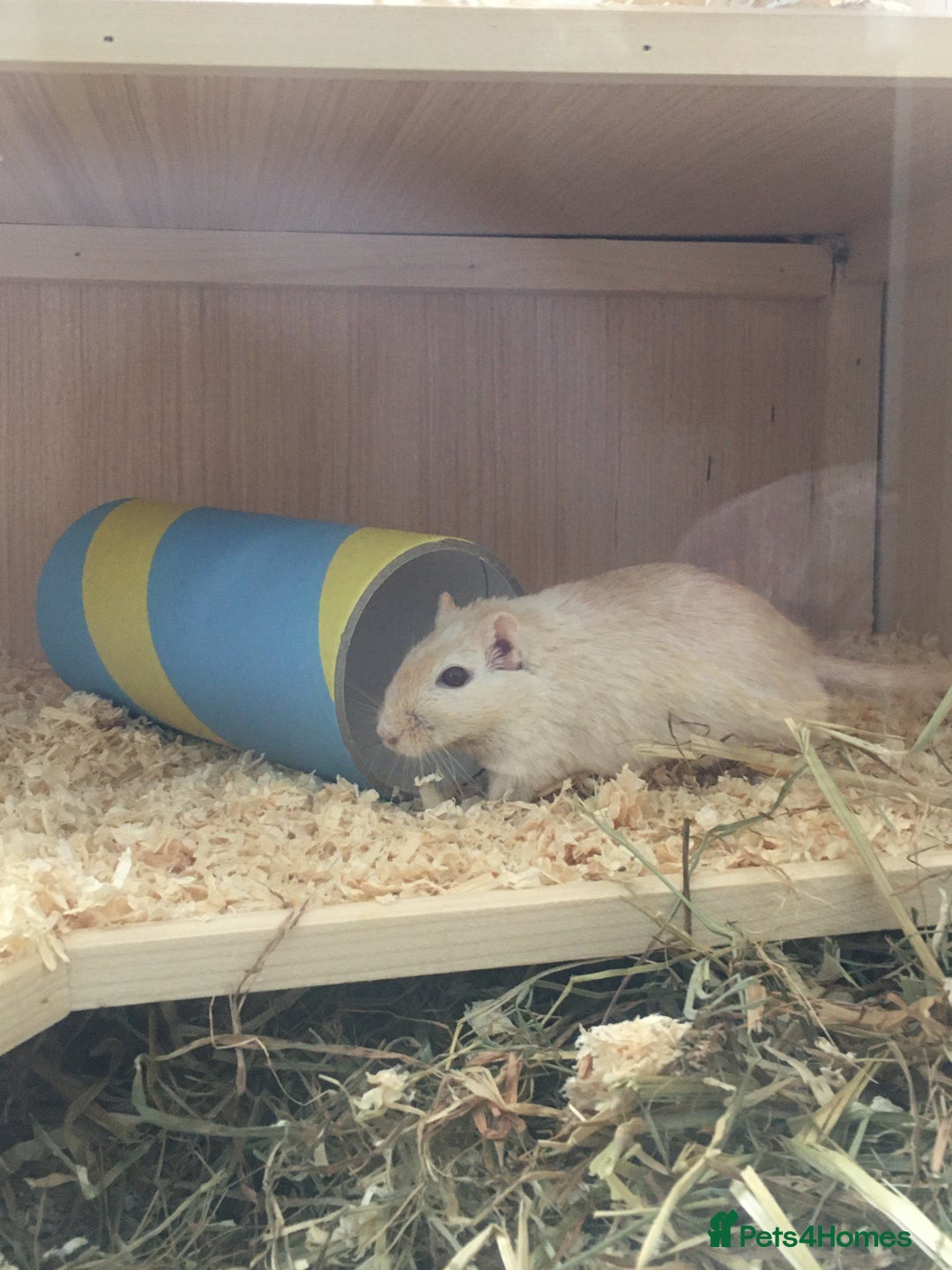 Gerbil rodents for sale: 2 Female Gerbils / With cage - Image 3