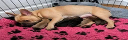 French Bulldog dogs for sale: Beautiful French Bulldog Puppies — 2 Boys, 2 Girls in Newcastle - Advert 1