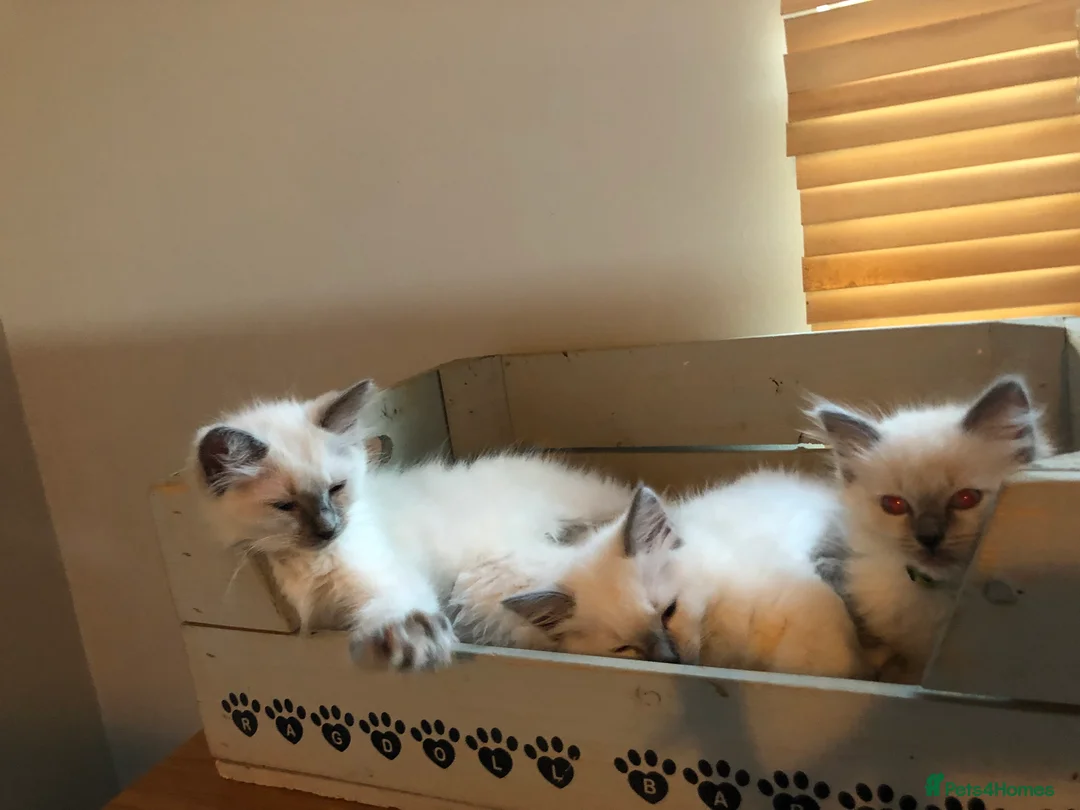 Ragdoll cats for stud: Stud Gccf Active duel Tica blue point  in Grantham - Advert 6