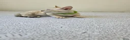 Bengal cats for sale: Snow bengal tica active - Advert 15