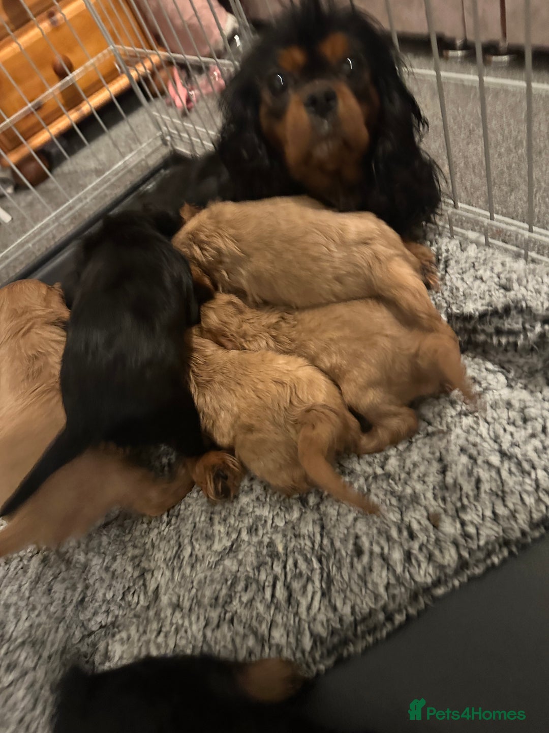 Cavalier King Charles Spaniel dogs for sale: Cavalier King Charles Spaniel Pups KC Reg - Advert 13