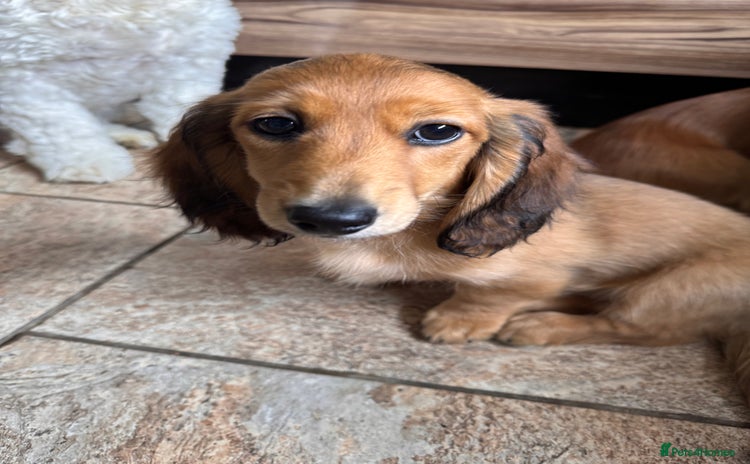 Miniature Dachshund dogs - Advert 2