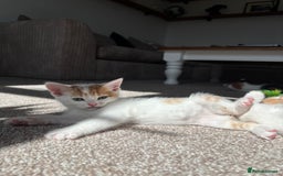 Domestic Shorthair cats for sale: 5 kittens available  - Image 7