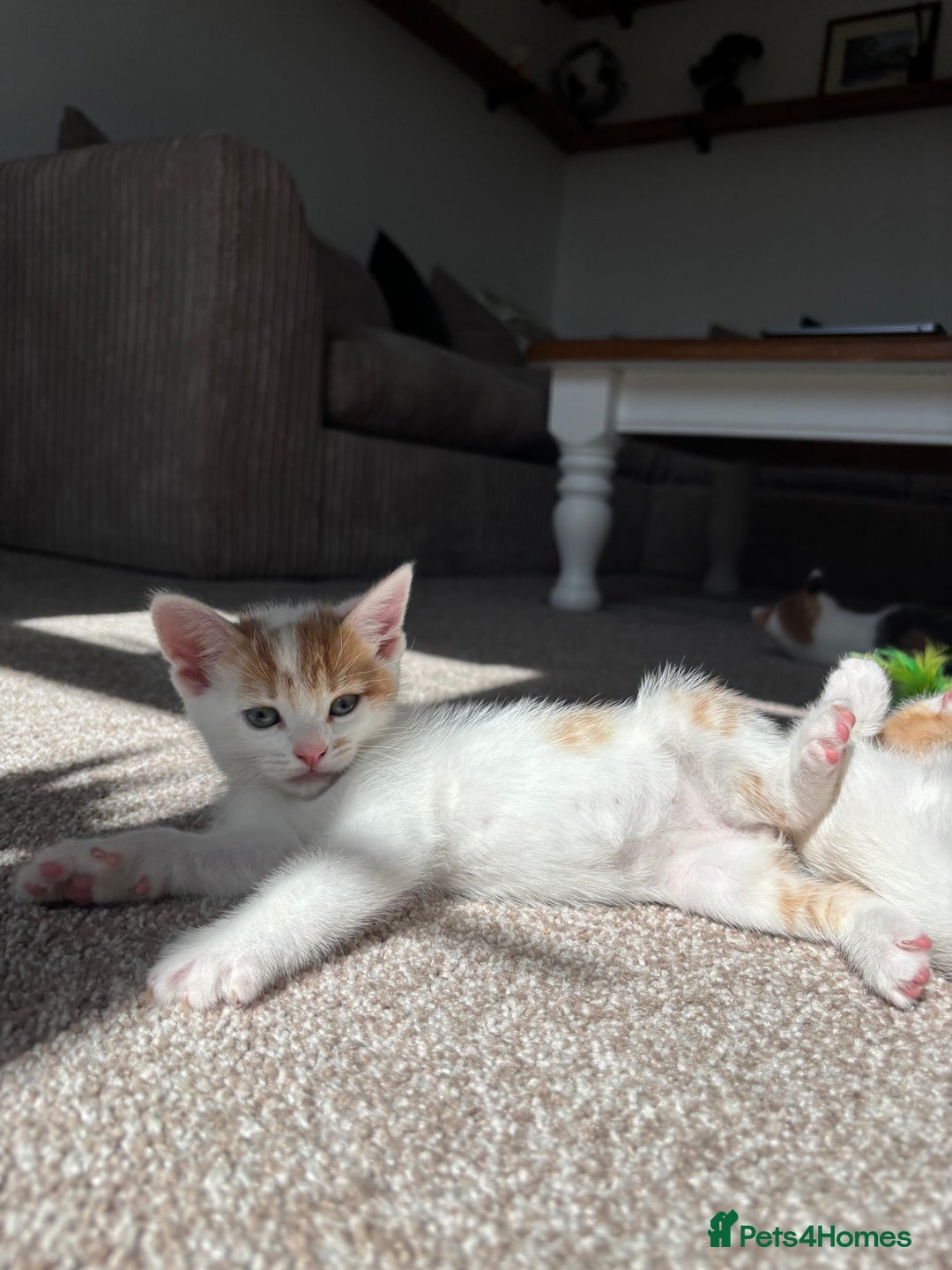 Domestic Shorthair cats for sale: 5 kittens available  - Image 7
