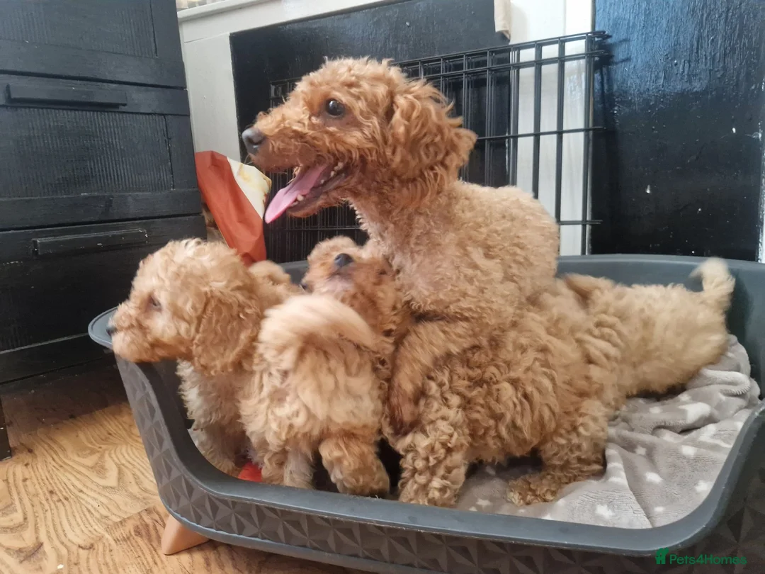 Schnoodle dogs for sale: Schooled boys💙 - Advert 18