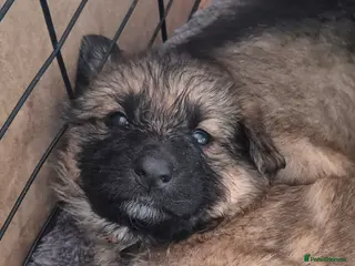 German Shepherd dogs German shepherd puppies going fast - Advert 14