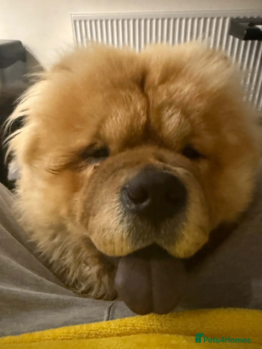 Chow Chow dogs for stud: Hugo the chow chow - Advert 2
