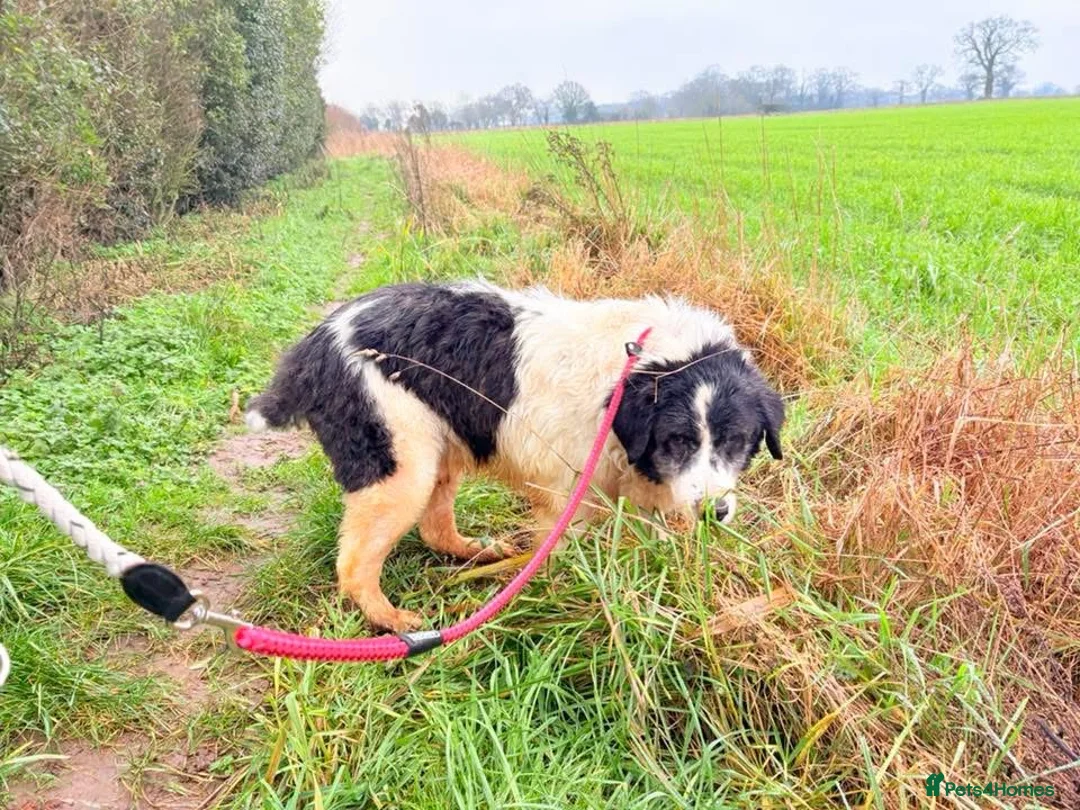 Mixed Breed dogs for adoption: Spiky - Norwich Norfolk  - Advert 11