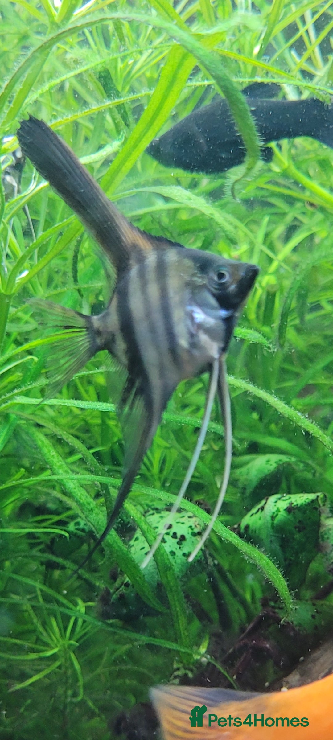 Angelfish fish Stunning stripes Angel Fish - Advert 8