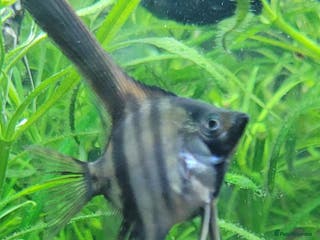 Angelfish fish Stunning stripes Angel Fish - Advert 9