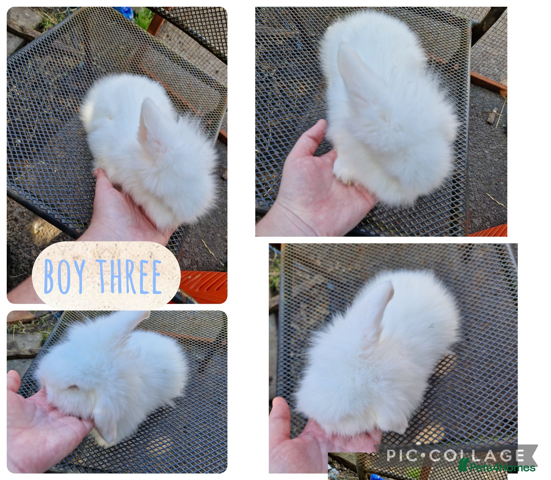 Mini Lion Lop rabbits 3 beautiful litter of mini lion lop ready to go  - Advert 2