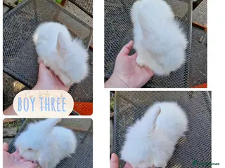 Mini Lion Lop rabbits 3 beautiful litter of mini lion lop ready to go - Advert 2