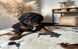 Cockapoo dogs for sale: Not Just Any Cockapoo Puppies – The Special Few - Image 13