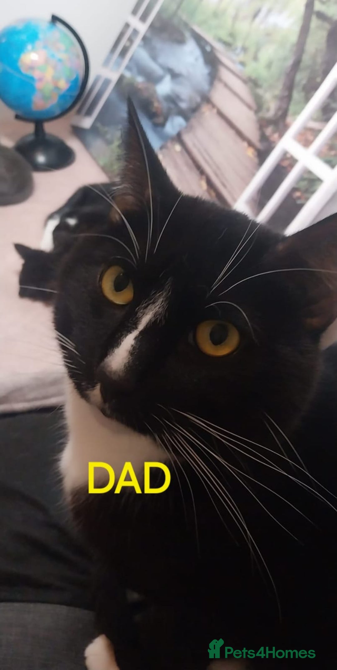 Mixed Breed cats for sale: Adorable kittens looking for a loving home - Advert 10