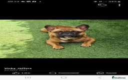 French Bulldog dogs for sale: Quality french bulldogs available to leave 🐾 - Image 16