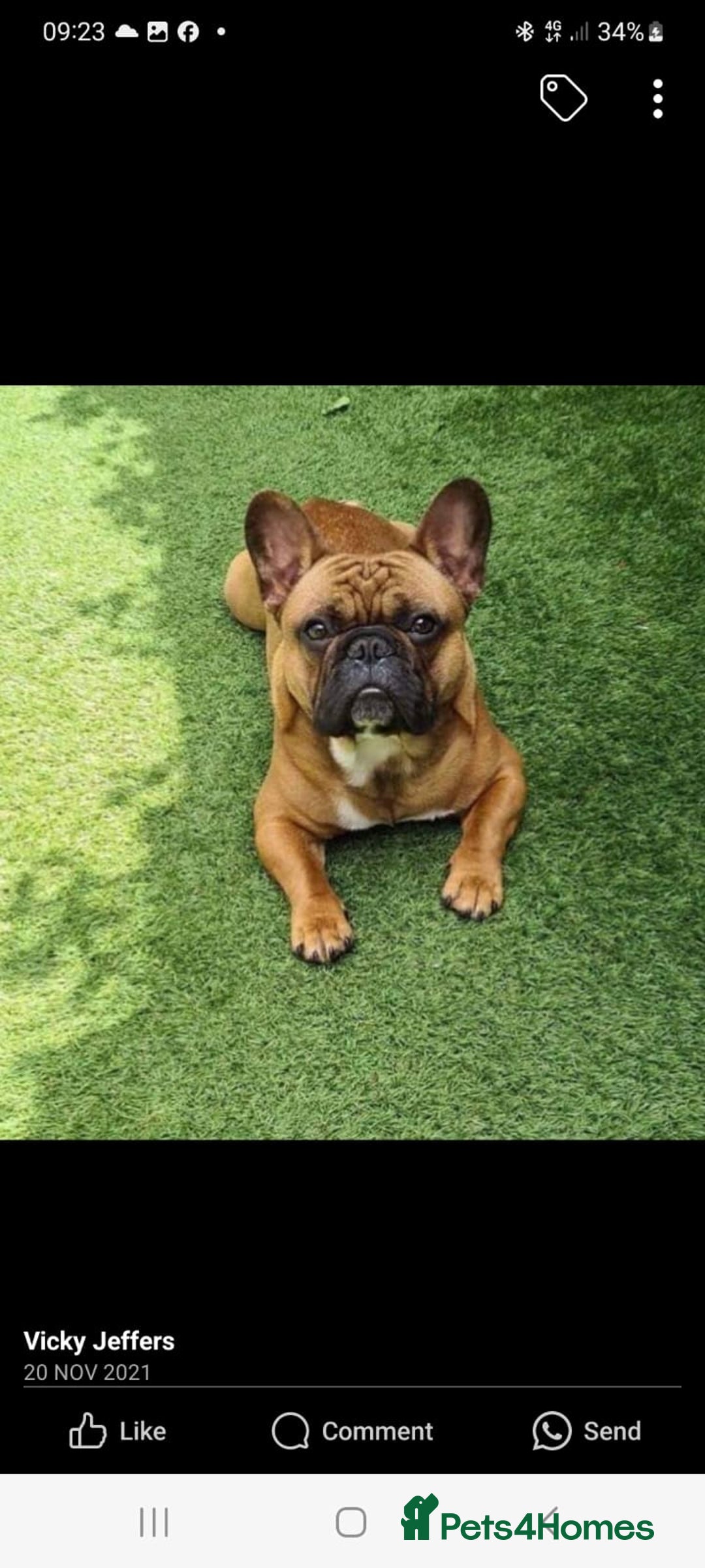 French Bulldog dogs for sale: Quality french bulldogs available to leave 🐾 - Image 16