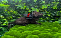 Egyptian Mau cats for sale: Smoke Egyptian MAU x Bengal spotted&marble kittens - Image 13