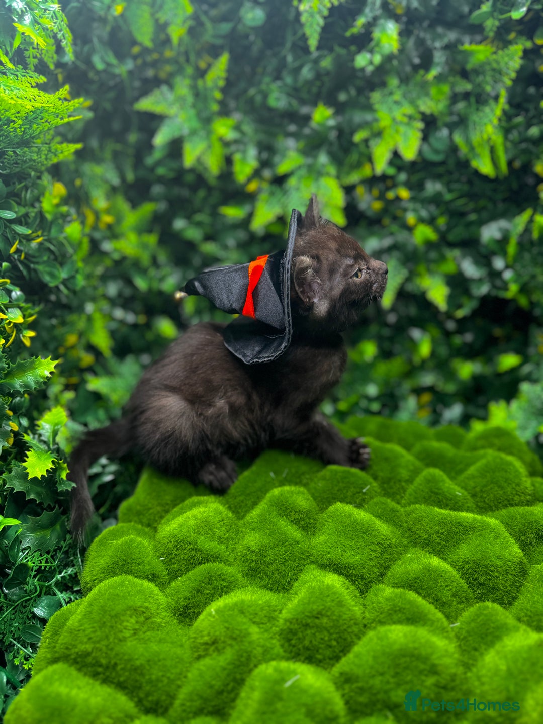 Egyptian Mau cats for sale: Smoke Egyptian MAU x Bengal spotted&marble kittens - Image 13