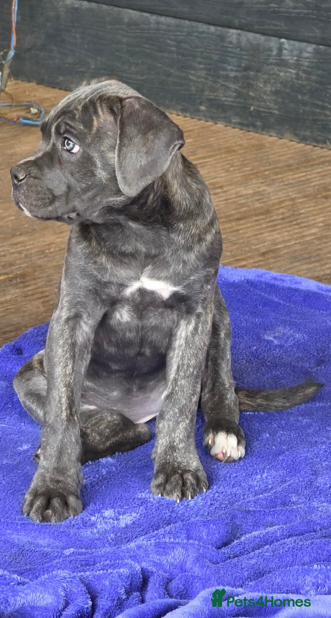 Cane Corso dogs Last 3 left looking for their forever 🏡!🥰 - Advert 2