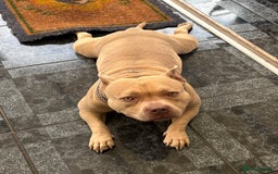 American Bully dogs for sale: Female pocket bully  - Image 8