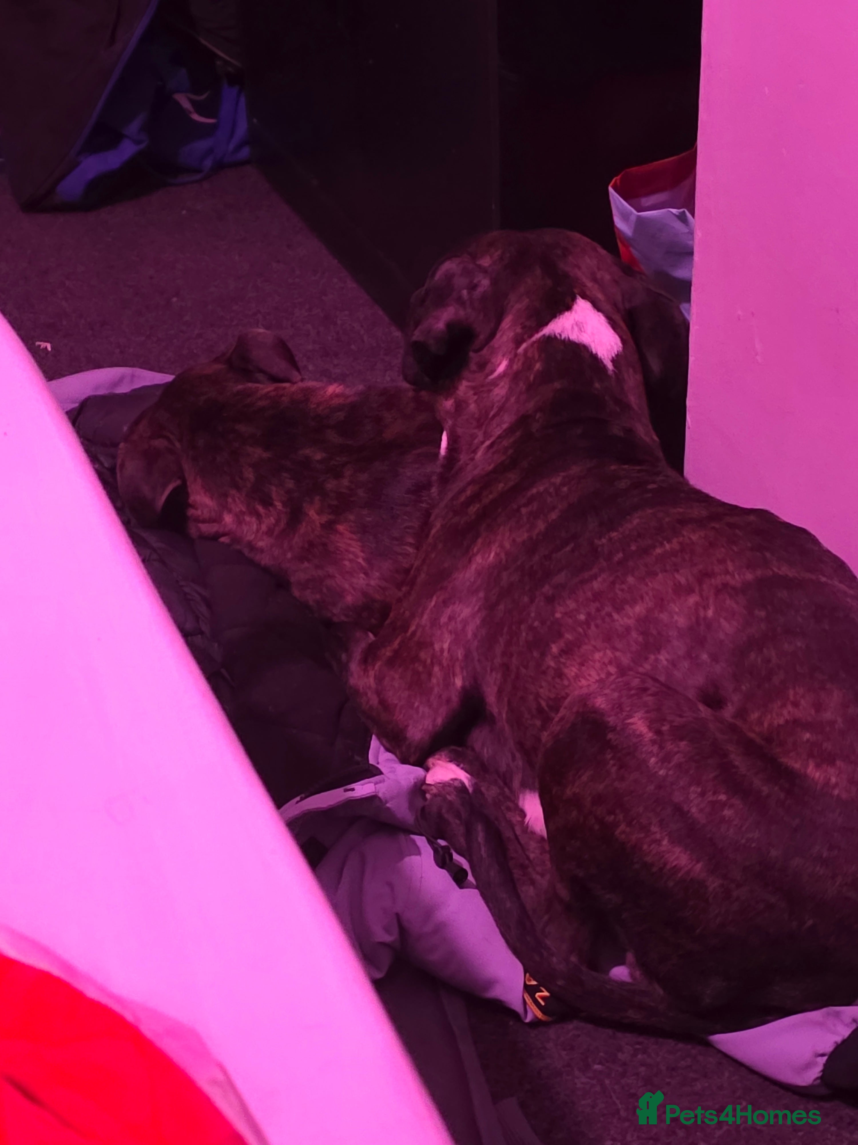 Staffordshire Bull Terrier dogs 8 week old Female staffy for sale  - Advert 3