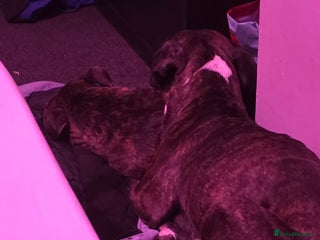 Staffordshire Bull Terrier dogs 8 week old Female staffy for sale - Advert 3