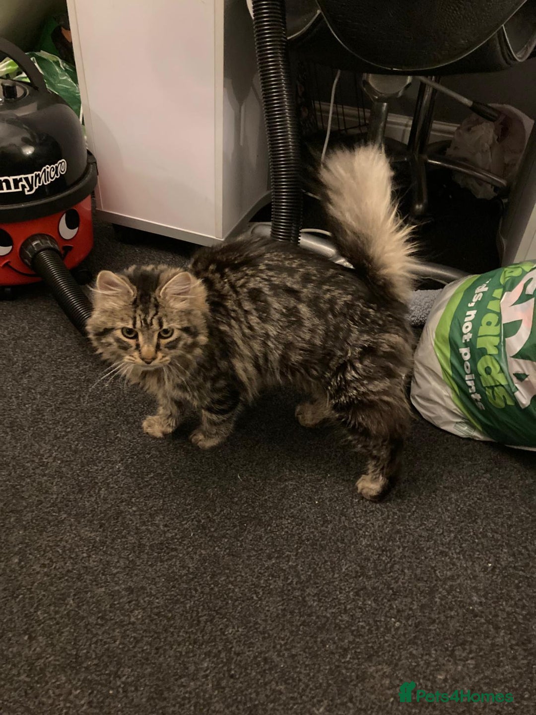 Mixed Breed cats for sale: Mainecoon ragdoll mix  - Advert 4