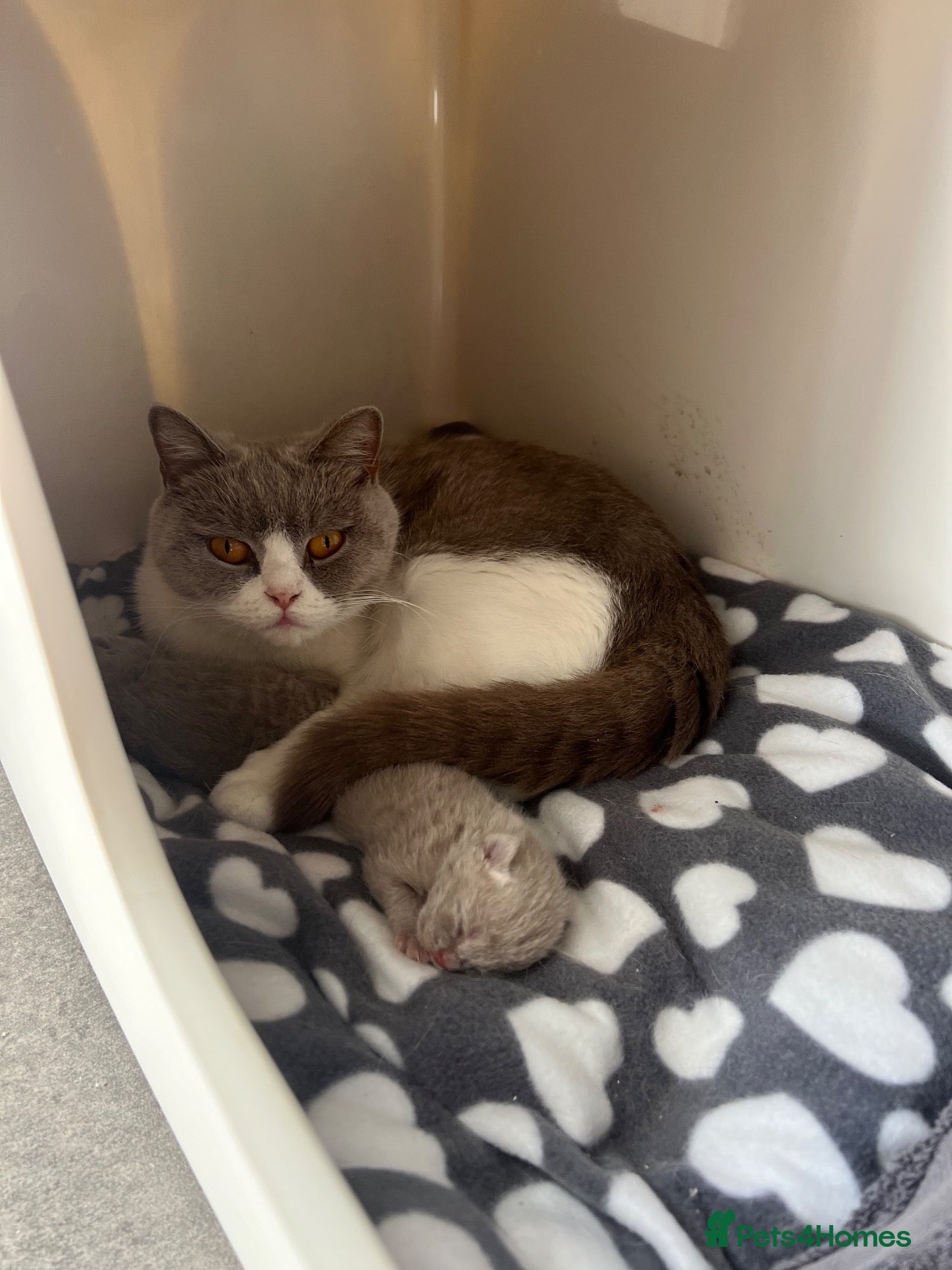 British Shorthair cats for sale: Lilac British Shorthair Boy - Advert 2