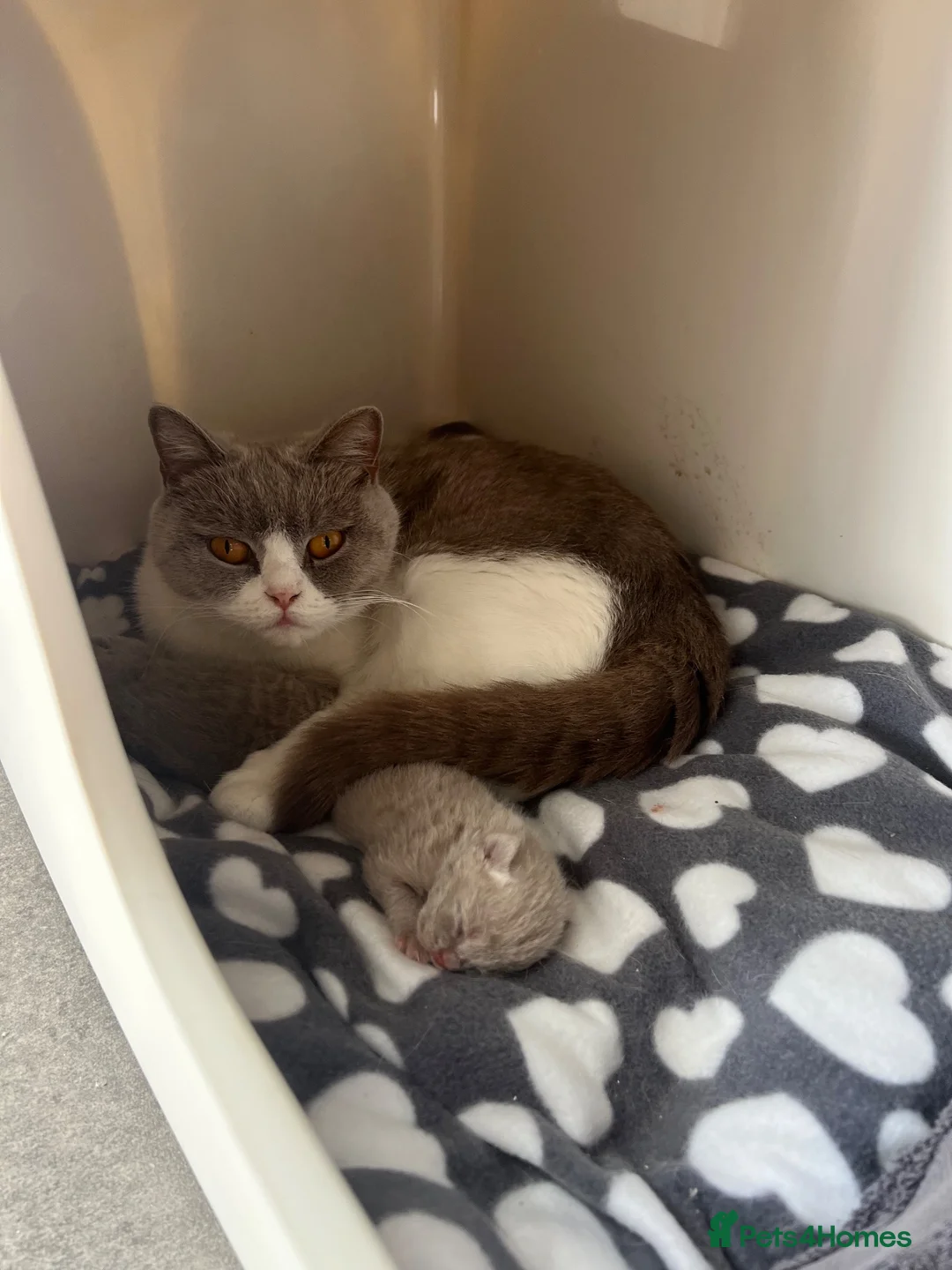 British Shorthair cats for sale: Lilac British Shorthair Boy - Advert 2