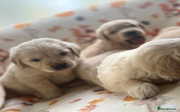 Golden Retriever dogs for sale: 🐾 Adorable 5-Week-Old Golden Retriever Puppies 🐾 - Image 12