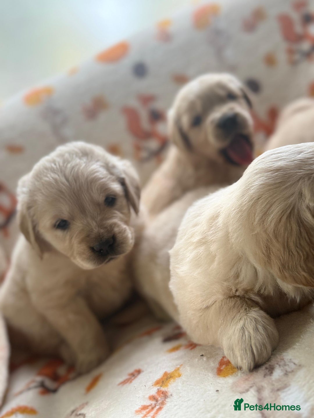 Golden Retriever dogs for sale: 🐾 Adorable 5-Week-Old Golden Retriever Puppies 🐾 - Image 12