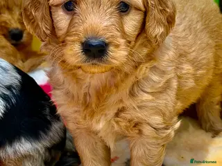 Mini Goldendoodle dogs Extensively health tested F1 goldendoodle puppies - Advert 5