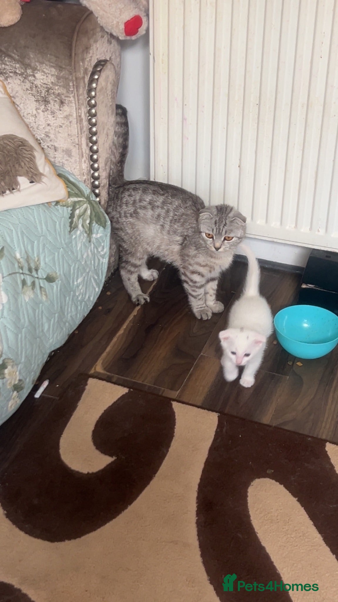 Scottish Fold cats Beautiful white Scottish fold kittens  - Advert 1