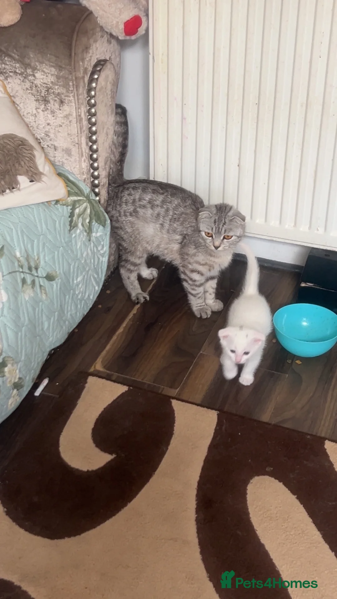 Scottish Fold cats for sale: Beautiful white Scottish fold kittens  - Advert 1