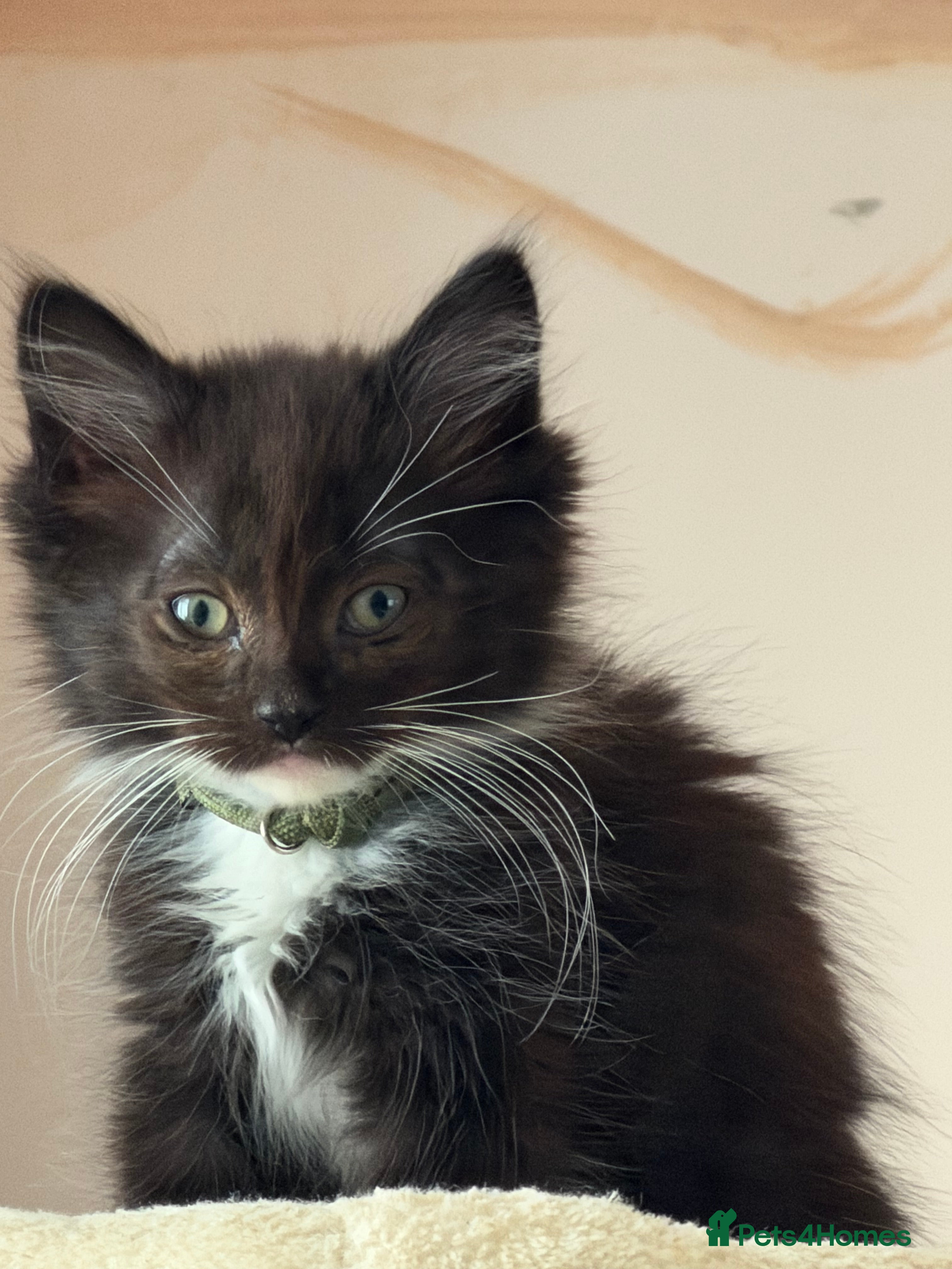 Ragdoll cats Ragdoll cross maincoon - Advert 4