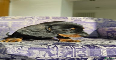 Miniature Dachshund dogs - Advert 11