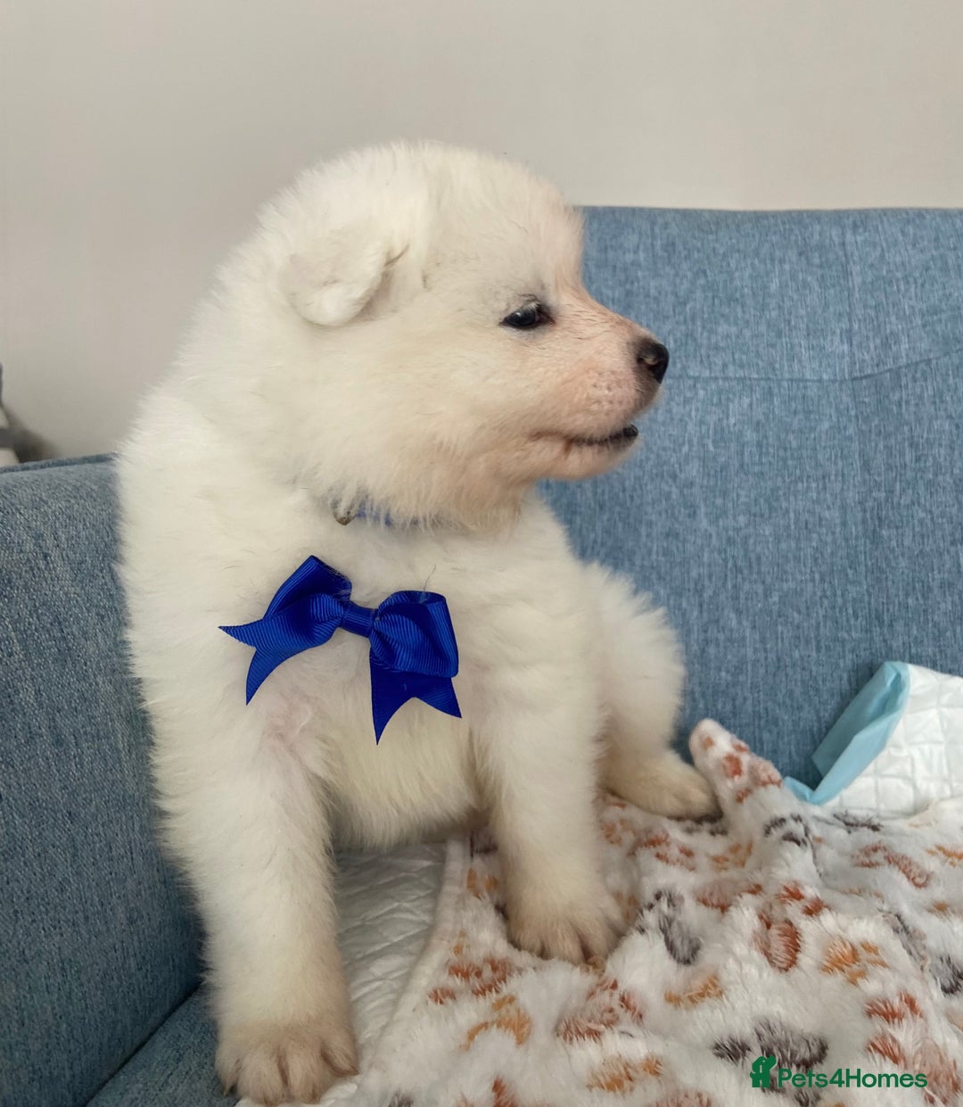 Samoyed dogs for sale: Beautiful Samoyed puppies  - Image 9
