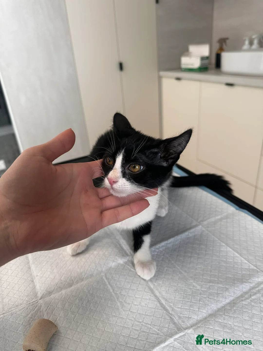 Mixed Breed cats for adoption: Cream for adoption - Advert 2