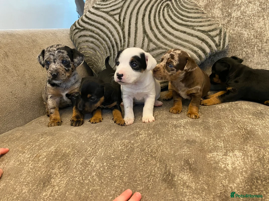 Jack Russell dogs for sale: 5 beautiful jack russell puppies  - Advert 1
