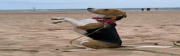 Beagle dogs for sale: Beautiful tricolour beagle puppies. in Taunton - Advert 3