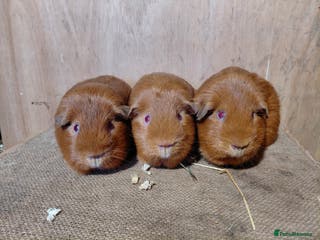 Guinea Pig rodents PE Golden Sows (other guinea-pigs also available) - Advert 5