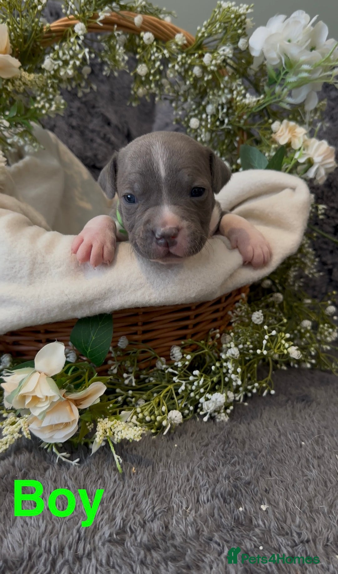 Staffordshire Bull Terrier dogs for sale: Stunning Staff Puppies  - Image 4