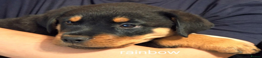 Rottweiler Puppy 8