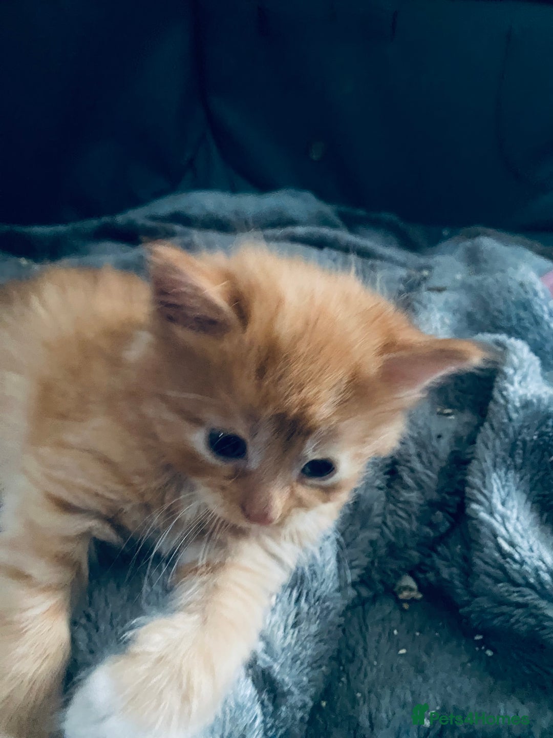 Mixed Breed cats for sale: Fluffy ginger & short fur calico 🐱🤩 - Image 29