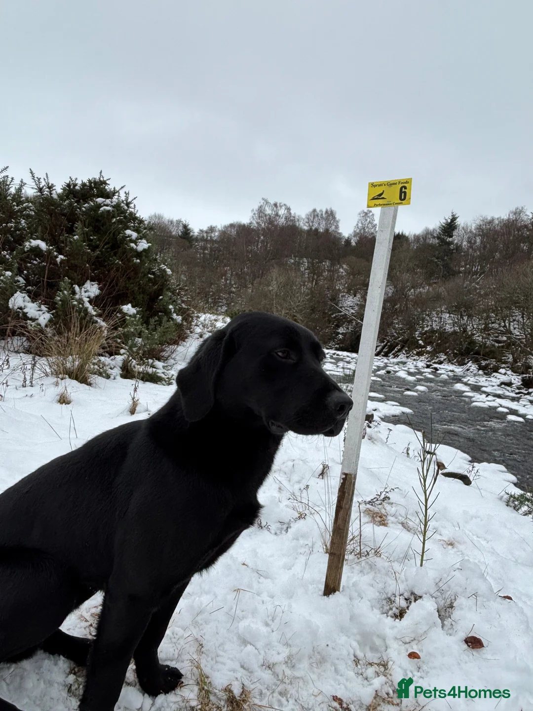 Labrador Retriever dogs for stud: Black Labrador stud in Stonehaven - Advert 5